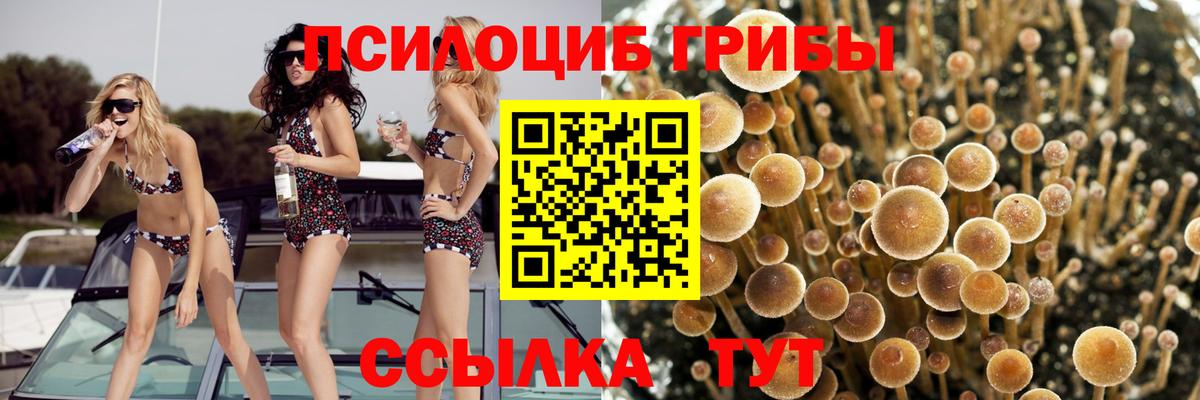 Галлюциногенные грибы Psilocybe Верхний Уфалей